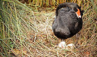 台灣爆發首例H7N9 必學「防疫」英文