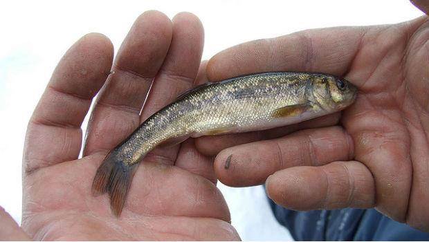 保護生態,到底該吃大魚還是小魚?