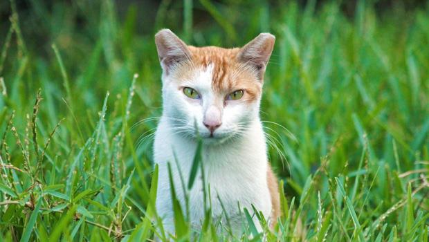 猜猜我是男生還是女生？看我的耳朵就知道！