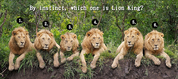 哪隻才是獅子王？一個心理測驗發現你的優點，還能學會12個形容個性的英文單字