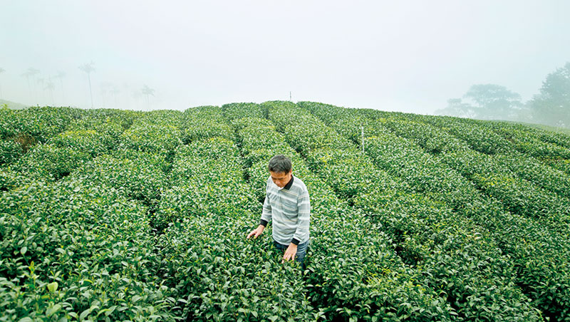 太兴隆制茶厂主人叶俊良巡视自家青心乌龙茶园,该茶种占台湾总茶树