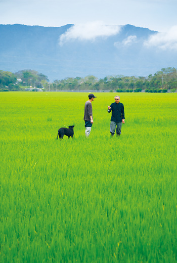 早上7點時分,太陽剛爬上海岸山脈,謝美國和孫子謝孟宏早已在農田裡忙碌。 早上7點時分,太陽剛爬上海岸山脈,謝美國和孫子謝孟宏早已在農田裡忙碌。