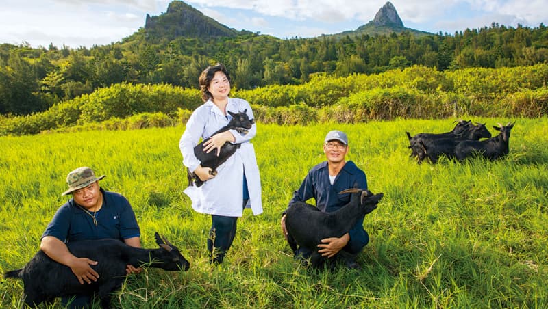 台灣黑山羊經畜試所復育成功,助理研究員曾楷扉(圖中)是關鍵人物之一。 台灣黑山羊經畜試所復育成功,助理研究員曾楷扉(圖中)是關鍵人物之一。