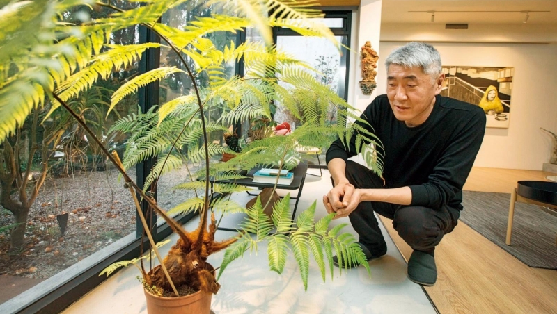 深坑的家是植物的休養醫院。幾乎枯死的金狗毛蕨,回到山上不久綠意伸展,終於活回來。 深坑的家是植物的休養醫院。幾乎枯死的金狗毛蕨,回到山上不久綠意伸展,終於活回來。
