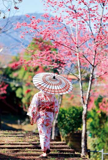 這裡不是東京,是新竹五峰鄉和平部落山櫻花盛開場景。 這裡不是東京,是新竹五峰鄉和平部落山櫻花盛開場景。