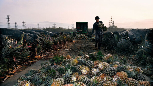 一顆鳳梨，捲進全球經貿風暴！下一個會是誰？台灣產業準備好了嗎？