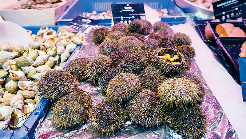 海膽成為溫帶海藻一大威脅。在澳洲,專家甚至鼓勵潛水民眾,下水時就「順手」採一袋海膽回家吃! 海膽成為溫帶海藻一大威脅。在澳洲,專家甚至鼓勵潛水民眾,下水時就「順手」採一袋海膽回家吃!