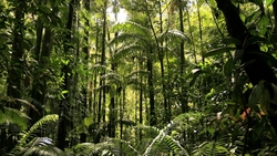 「地球之肺」反成碳排來源！亞馬遜雨林碳排高於吸碳量