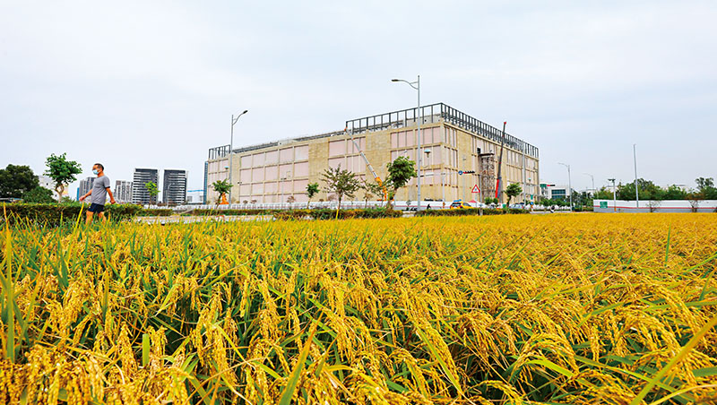 趕工興建中的台積竹南廠基地,緊鄰大片金黃稻田,也是轟動全台的苗栗大埔案土地之一。當年的抗爭努力,成為如今科技與農業能共存共榮的重要原因 趕工興建中的台積竹南廠基地,緊鄰大片金黃稻田,也是轟動全台的苗栗大埔案土地之一。當年的抗爭努力,成為如今科技與農業能共存共榮的重要原因