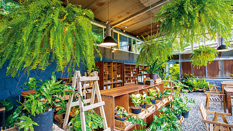 席捲社群、斜槓圈　觀葉植物「綠葉」翻紅！