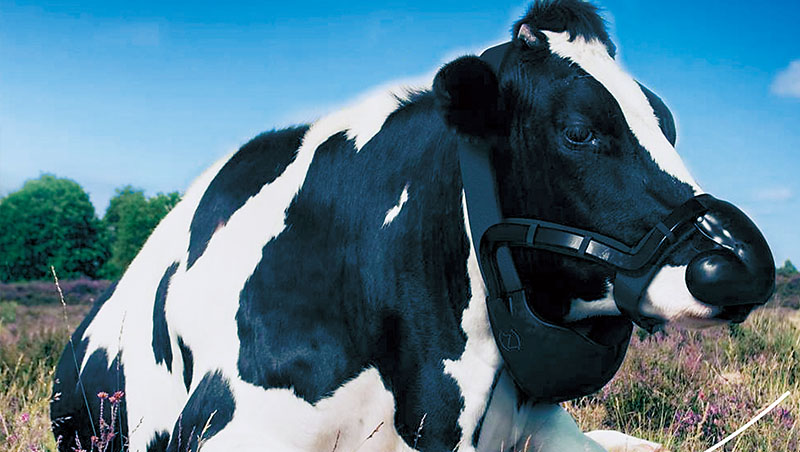 新創公司ZELP幫牛戴上口罩，是因為比起放屁，牛打嗝才是釋放甲烷的最主要管道，占比高達95%