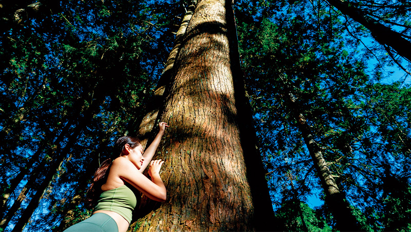 澆花前先拍拍、森林浴要選時間　7個小技巧聽懂樹語