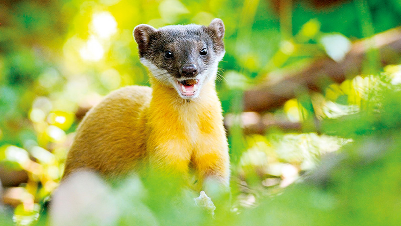 相機捕捉霧中水鹿、黃喉貂　與5種野生動物相遇瞬間