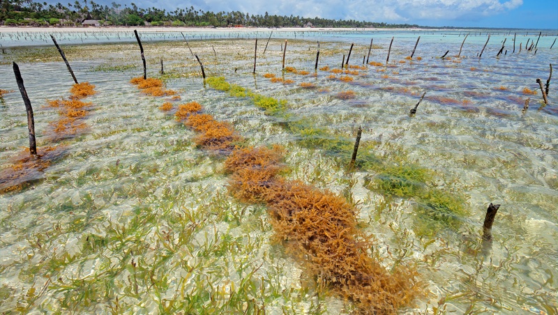 海藻超吸碳 為何無法成為碳權來源 綠學院 商周