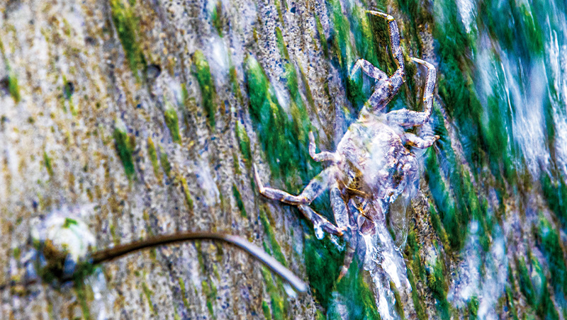 小毛蟹回家　啟動台灣大轉骨