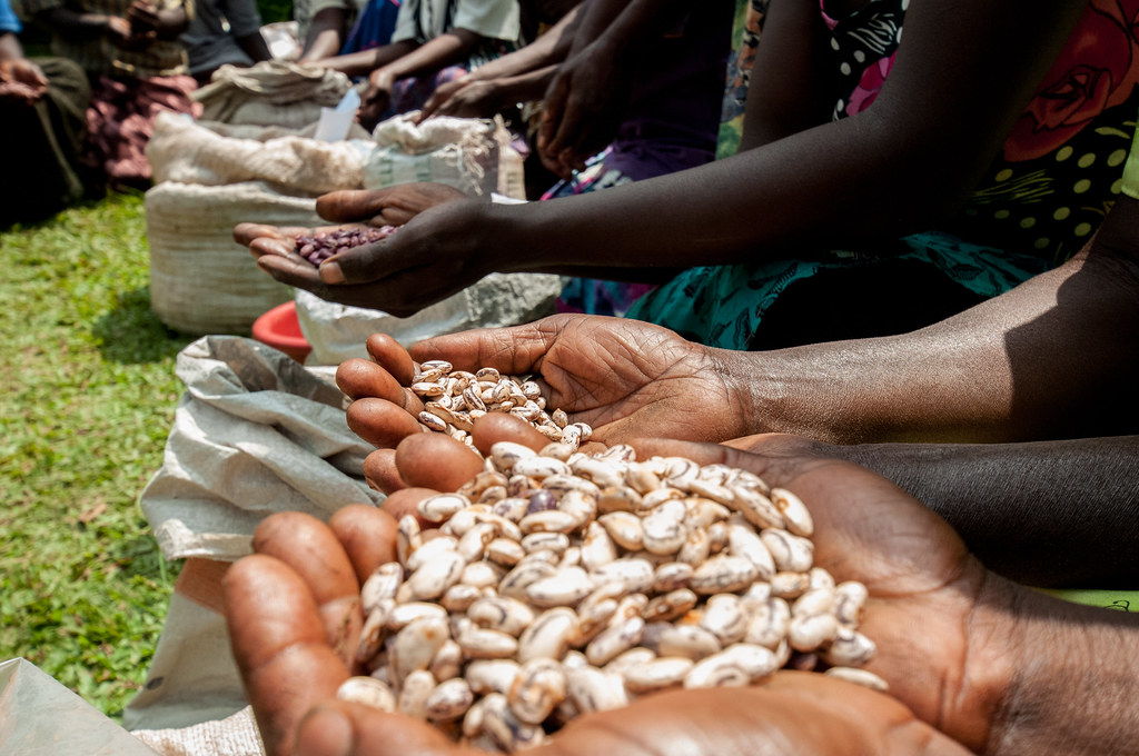 在烏干達的北部城市霍伊馬（Hoima），當地居民引入15種豆類，並藉由不同種豆類的耐旱、抗病特性來調適極端氣候。