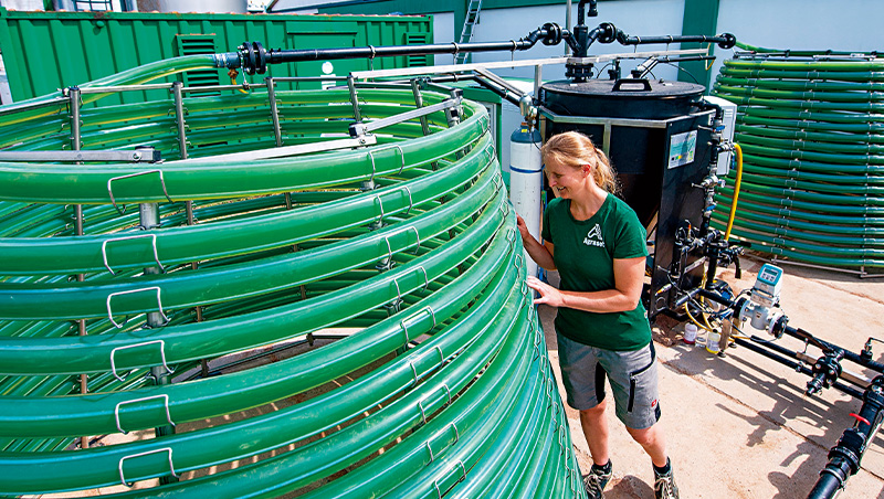 不用肥料、不需耕地　小藻類28年後餵飽全世界