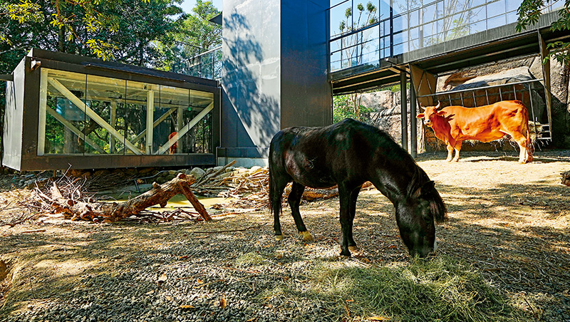 三種視角看水豚君、羊駝沐浴　壽山動物園用空中廊道放動物自由