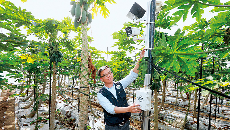 為一片木瓜田做預報！40歲天氣專家幫農民省3成水
