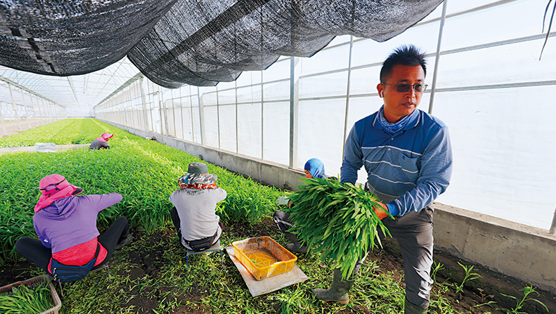 菜籃革命1》學松下幸之助自來水哲學　空心菜農逆天種出千萬營收