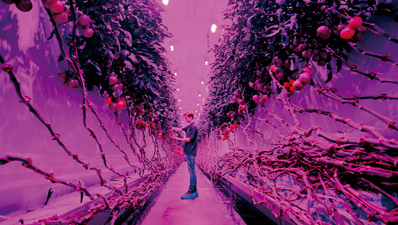 比特幣挖礦餘溫都利用　荷蘭成第二大農業出口國