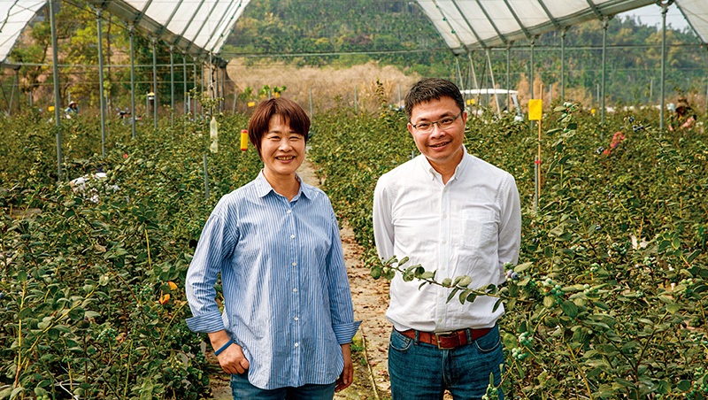 熱帶嘉義種出藍莓！熱血教授如何讓台灣變身亞洲第2大產地