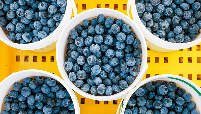 台灣藍莓品牌能變「Zespri第2」嗎？最會賣水果的奇異果大師點名兩要素