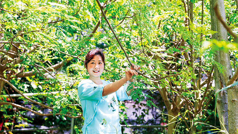 辣木全身都是寶　雲林新住民耕耘奇蹟樹
