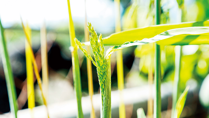 台灣小農保種運動Go!下鄉找尋3款明日糧食