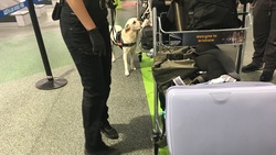在機場遇到米格魯、拉不拉多等「護國神犬」，被誰聞到比較嚴重？