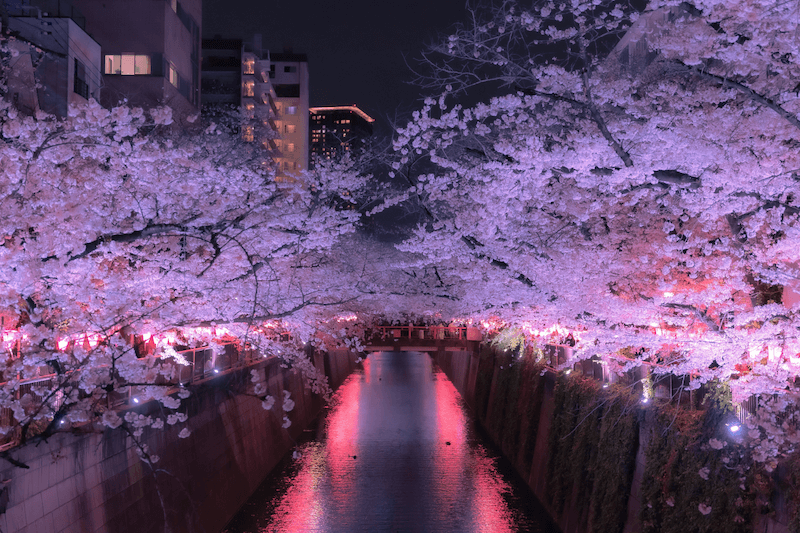 目黑川櫻花夜景。