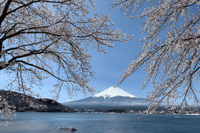 富士河口湖櫻花。