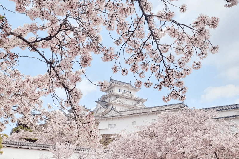 姫路城賞櫻景點。