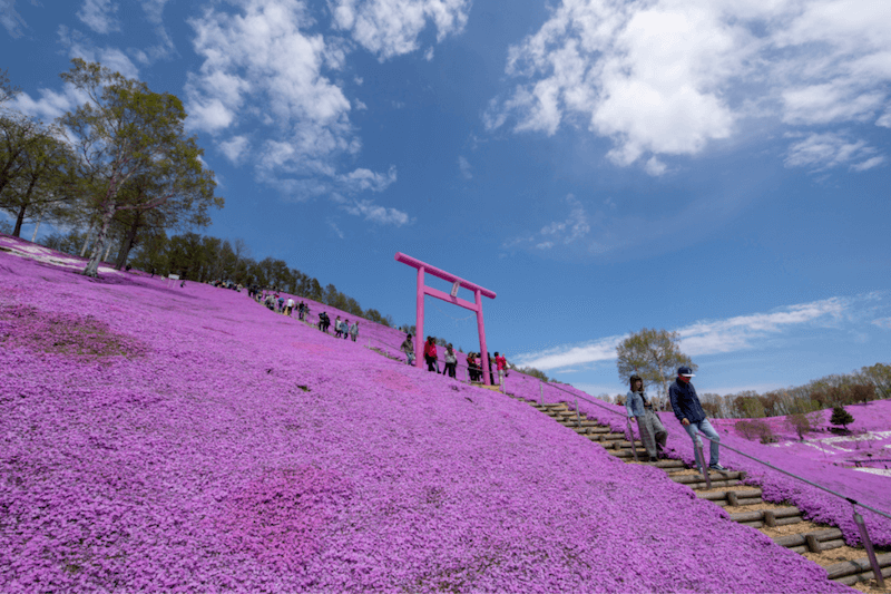 北海道芝櫻公園櫻花。