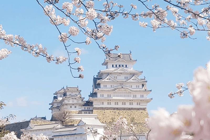 姫路城櫻花。