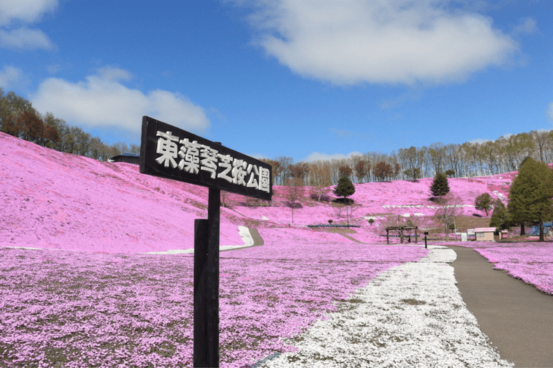 北海道芝櫻公園。