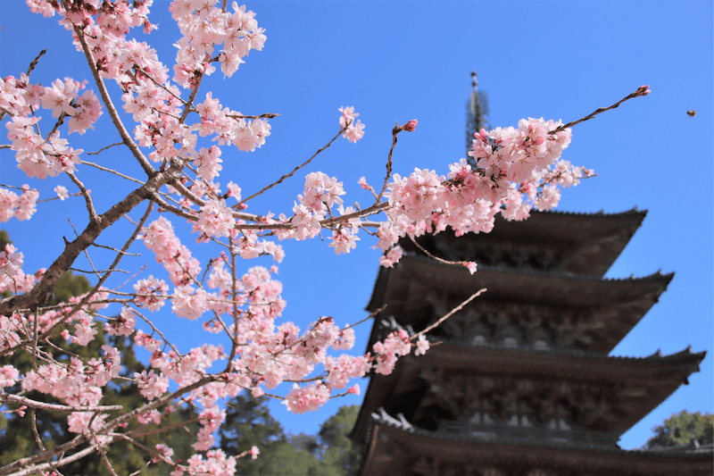 総本山醍醐寺櫻花。