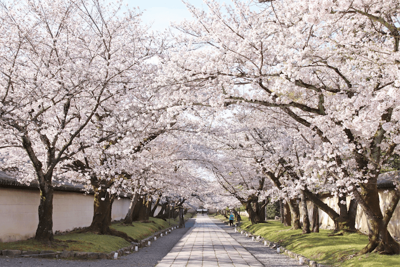 総本山醍醐寺步道櫻花。