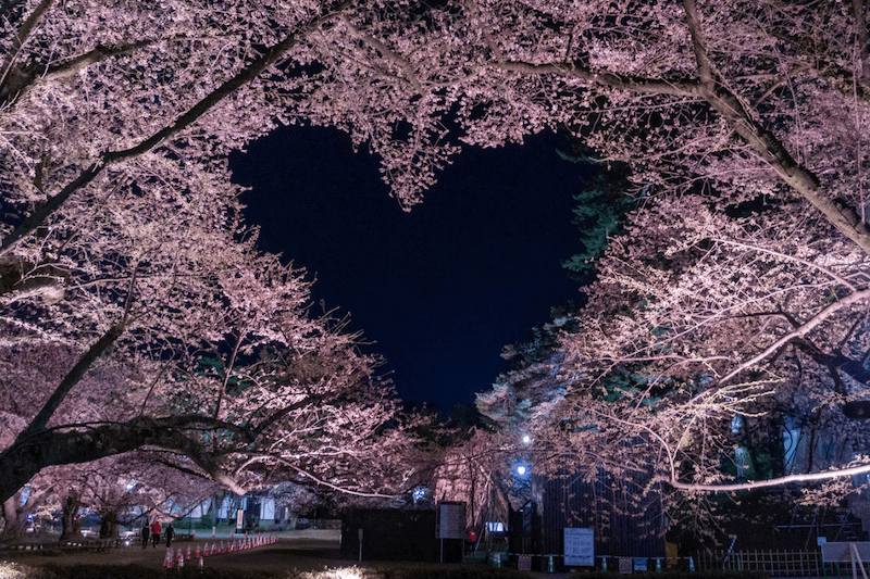 弘前公園櫻花愛心。