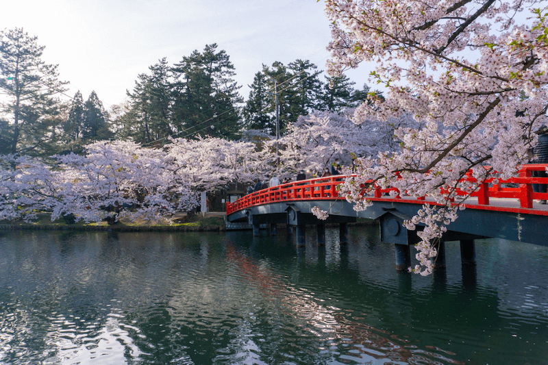 青森弘前公園櫻花。
