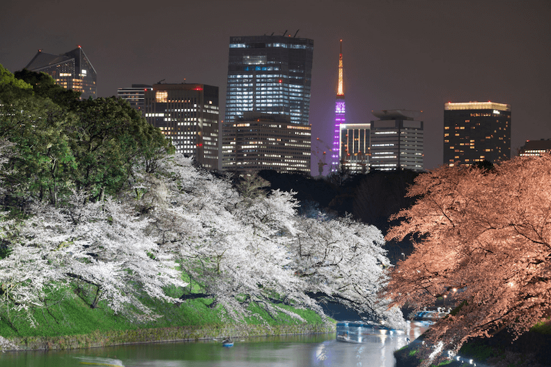 東京皇居千鳥之淵護城河櫻花夜景。