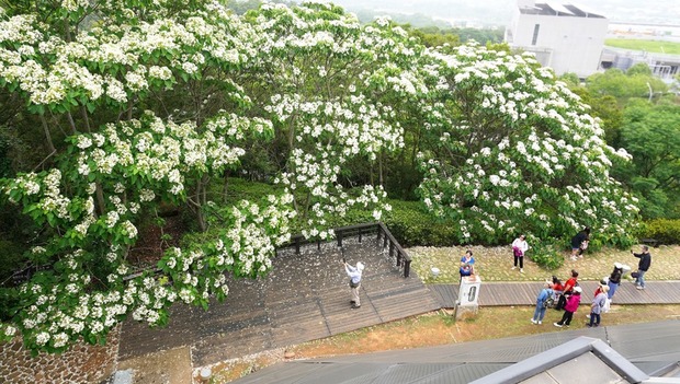 苗栗銅鑼好客公園，每年4月下旬，桐花陸續綻放，處處都是拍照取景的最佳角度。（圖片提供／客家委員會客家文化發展中心）