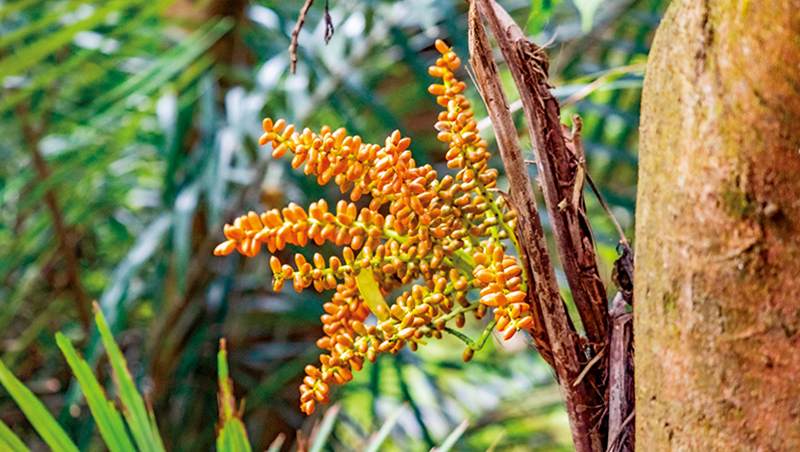 把祖傳山林變保種基地　他攜手林試所打造台灣原生植物樂園