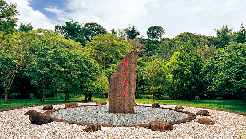 為老樹作媒找新家　揭密「樹木銀行」