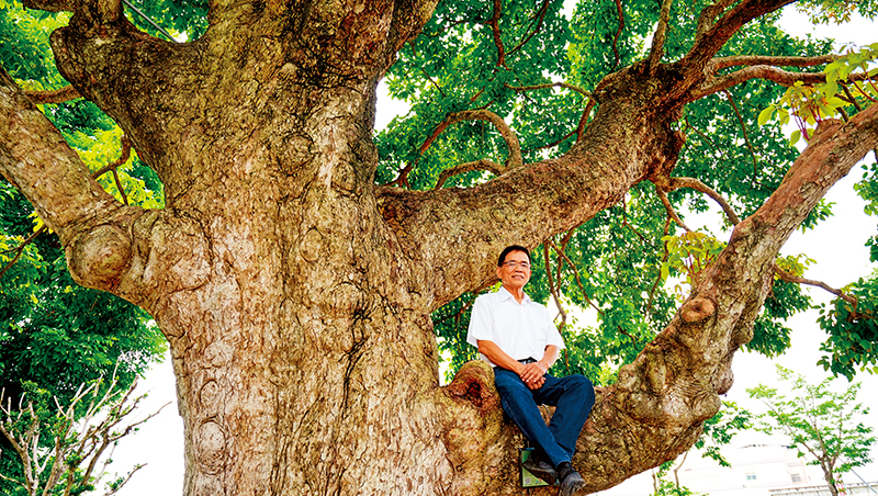 五百歲老茄苳跟他回家　陳梓旺打造樹也villa、救樹一輩子