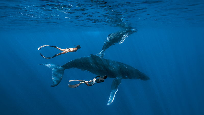 14歲創業、31歲退休當背包客，台灣夫妻變愛妮島生態旅遊推手