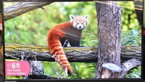 重現瀕危動物樣貌  智慧顯示科技為生態保育助力