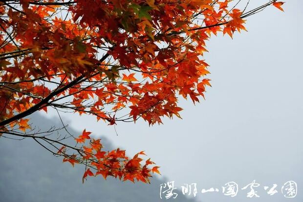 台北陽明山前山公園楓葉