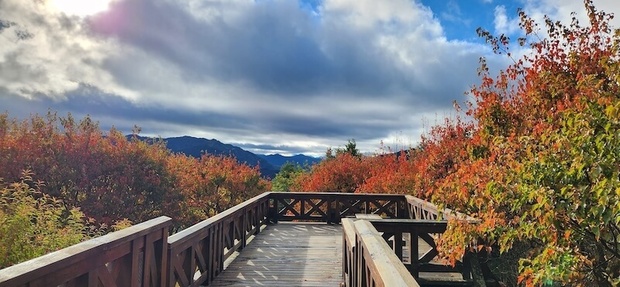嘉義阿里山楓葉