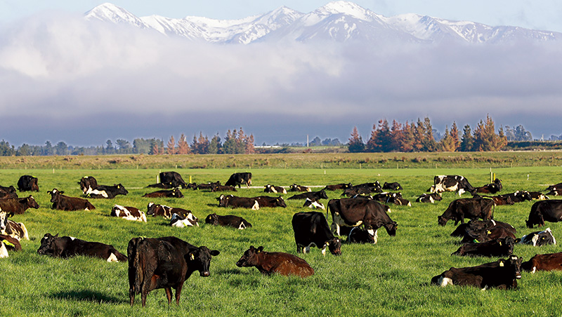 低價冰磚奶＋優質品牌力，紐國強攻台灣咖啡廳、超市